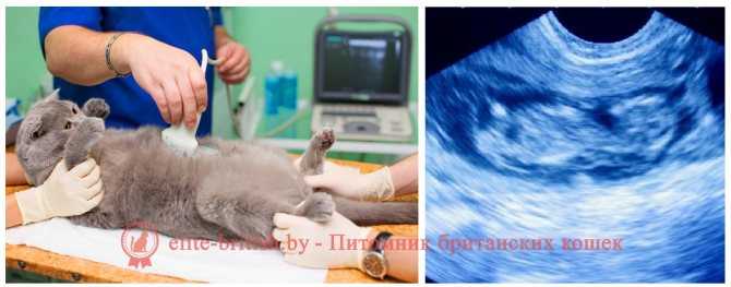 Беременность кошки - сколько длится, как понять, календарь, осложнения
