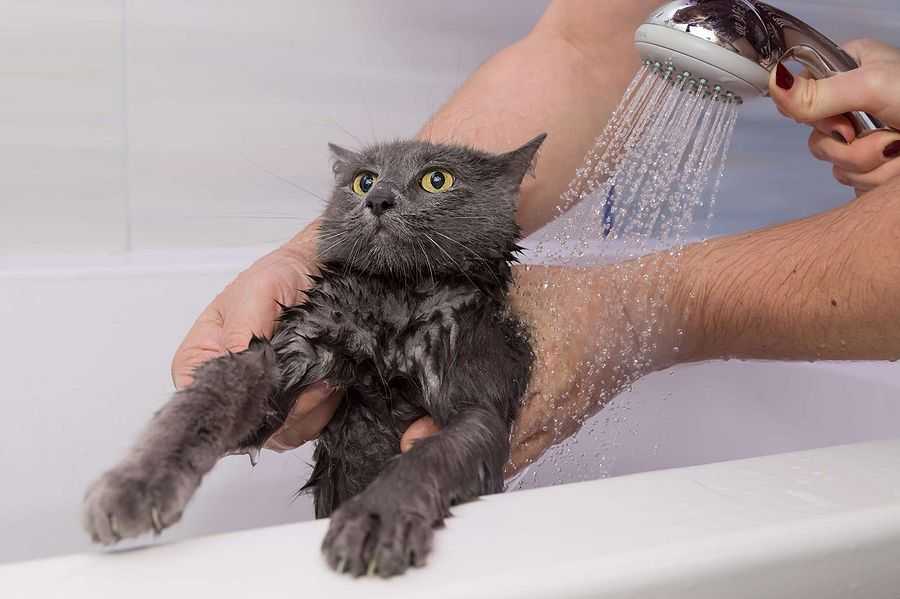 Можно ли мыть кота человеческим шампунем или нет?