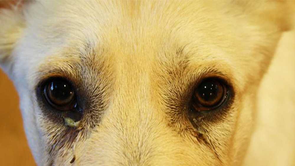 Заболевания глаз у собак: симптомы, лечение, профилактика