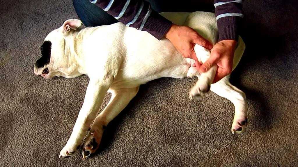 Синдром вобблера у собак (спондимиелопатия) - симптомы и лечение в москве. ветеринарная клиника "зоостатус"