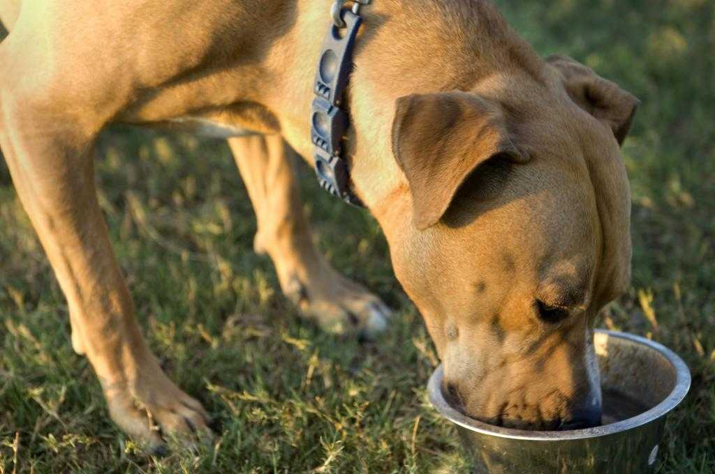 Почему собака не ест: причины отсутствия аппетита, лечение
