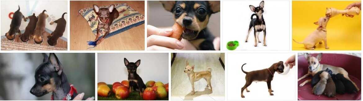 Собаки: чем кормить на натуралке, примеры меню по дням, запрещенные продукты