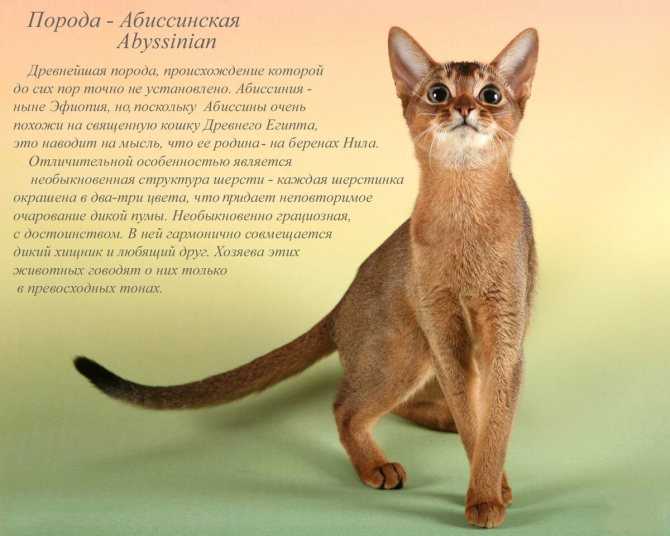 Сиамская кошка 🐈 фото, описание, характер, факты, плюсы, минусы кошки ✔