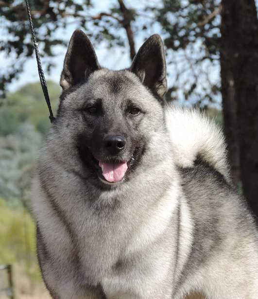 Норвежский элкхаунд - порода собак - информация и особенностях | хиллс