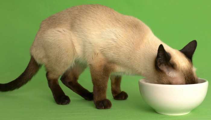Тайский котенок 5 месяцев как кормить