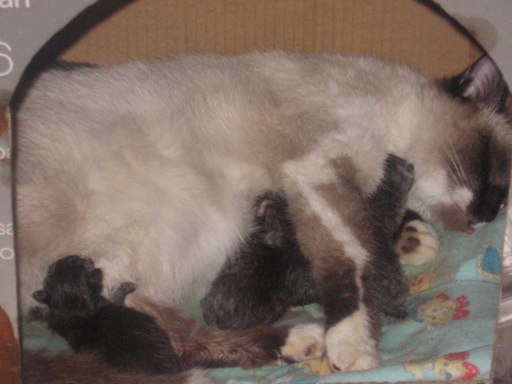 Как подготовить удобное и спокойное место для родов кошки