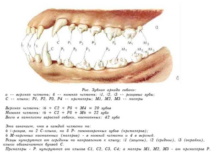 Читать книгу стоматология собак в. в. фролова : онлайн чтение - страница 19