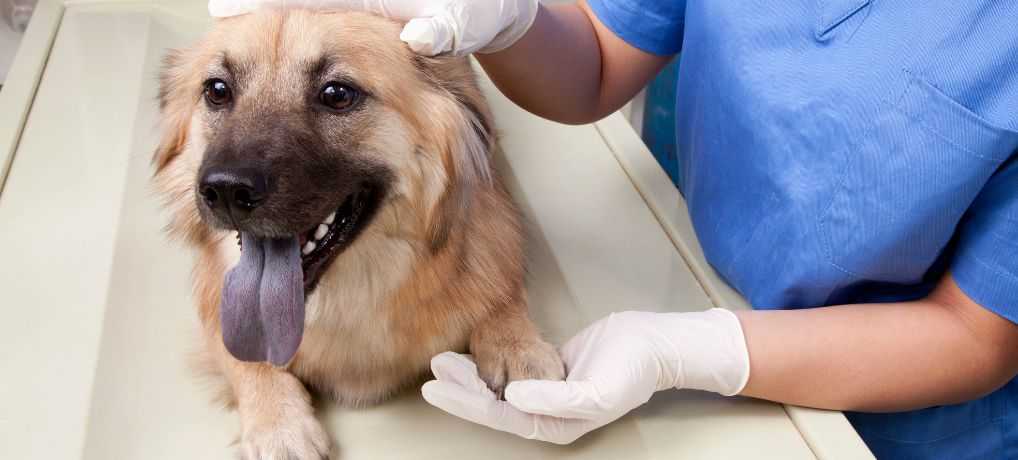 Болезнь межпозвоночных дисков у собак
