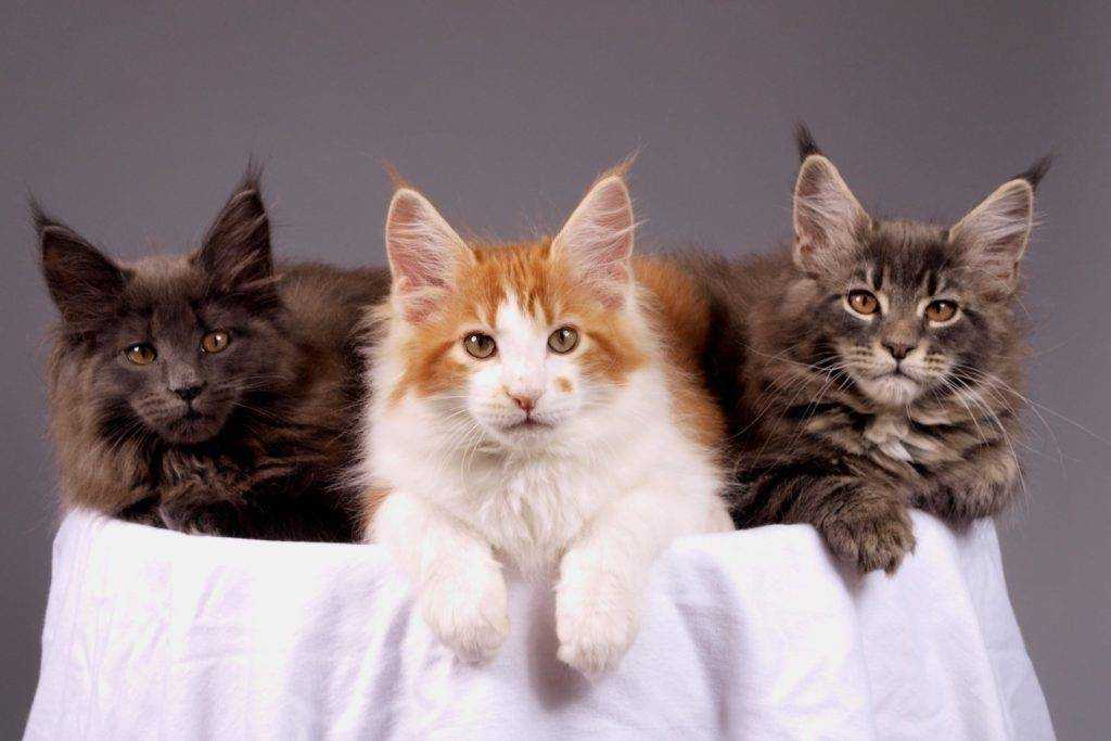 Вязка котов и кошек: подготовка к случке и детали ее проведения