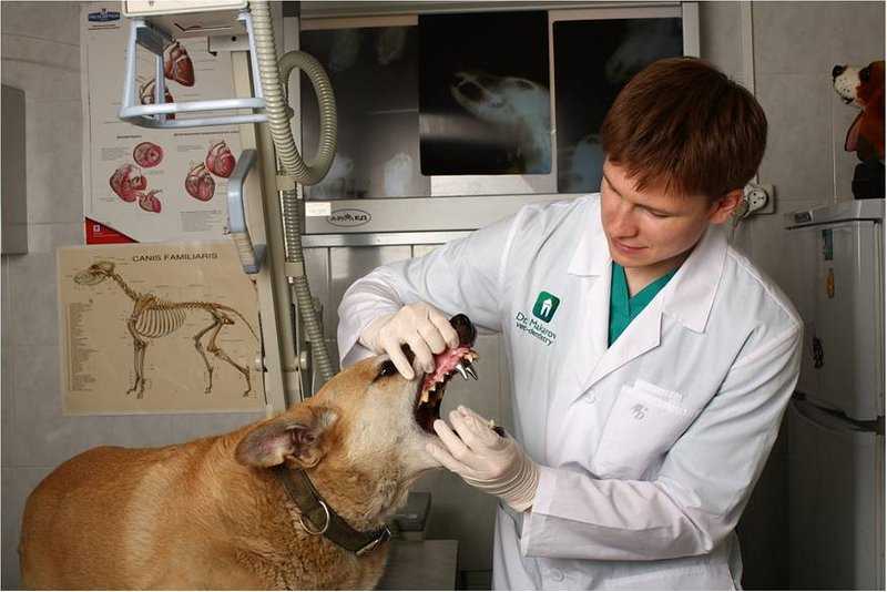Чипирование собак и кошек в калининской ветлечебнице москвы для идентификации животных