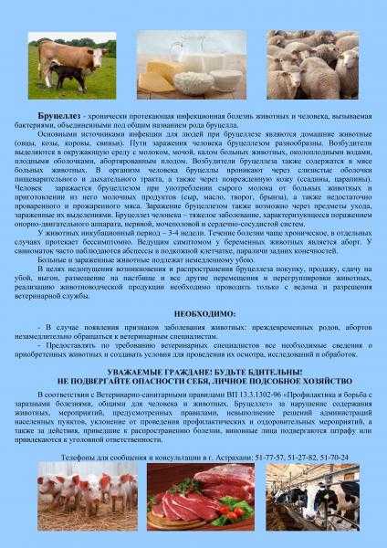 Автореферат и диссертация по ветеринарии (16.00.03) на тему:бруцеллез собак