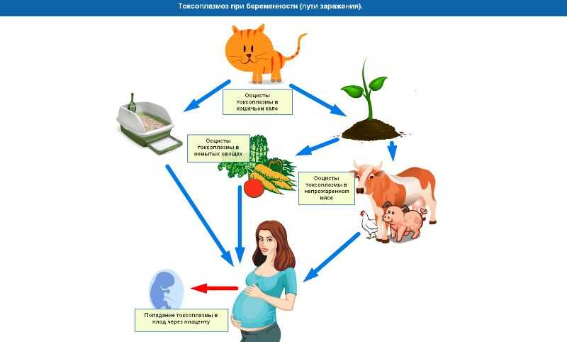 Как определить токсоплазмоз у кошек: диагностика и опасность для хозяина