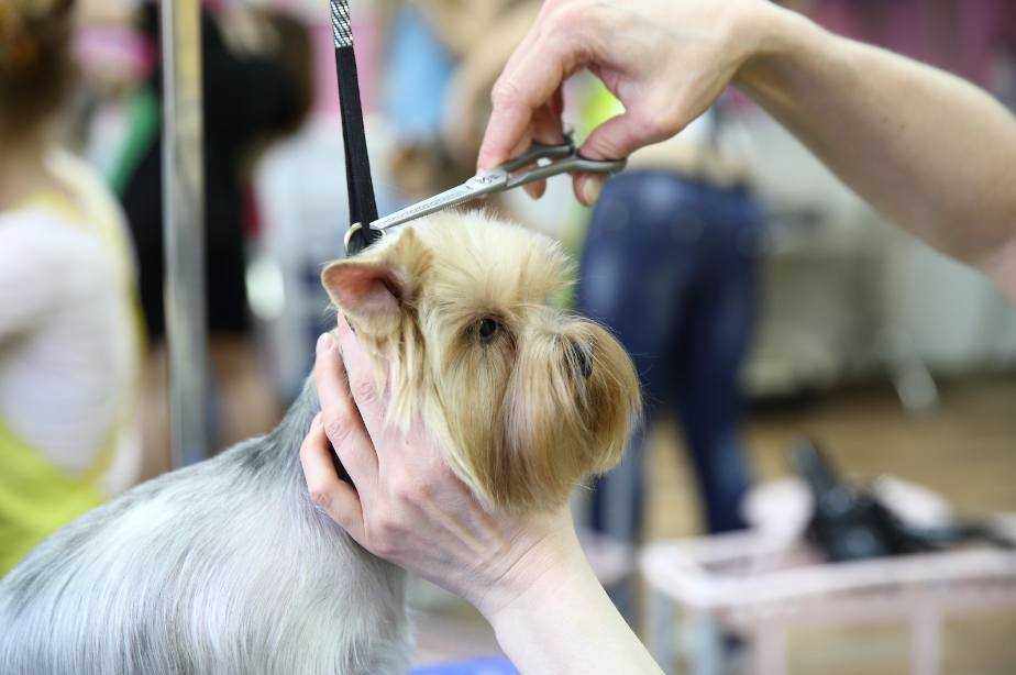 Почему у собаки после стрижки не растет шерсть: нужно ли стричь собак, причины прекращения роста шерсти