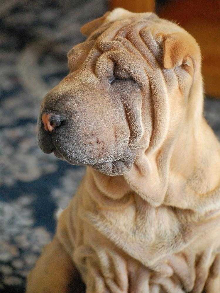 Шарпей — самая цветная собака на свете