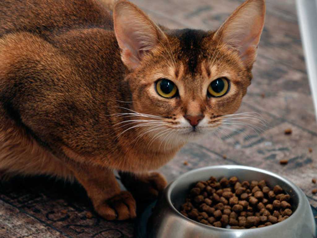 Можно ли кормить кошку только сухим кормом: как правильно