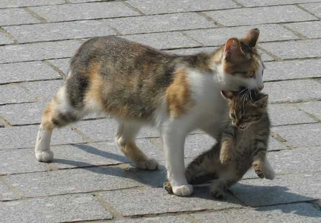 Кота за шкирку можно. Кошка несет котенка. Кошка таскает котят. Мама кошка несет котенка. Кошка несёт котёнка за шкирку.