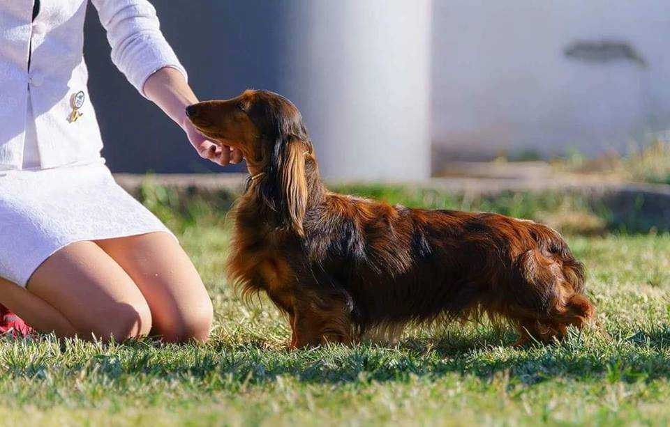 Как обучать собаку легко и быстро: правила и методы дрессировки командам сидеть, стоять, лежать, место
