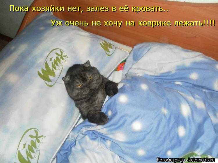 Как отучить кота спать в постели хозяев