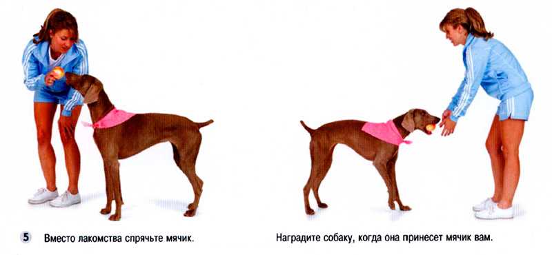 Как научить собаку команде место. советы: как приучить собаку к месту, тонкости обучения - dogtricks.ru
