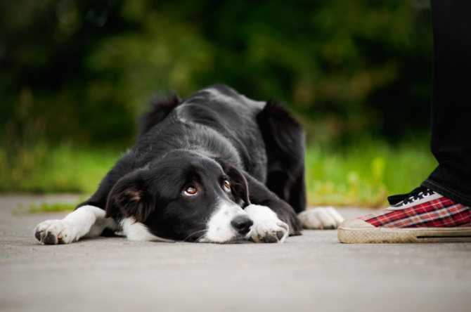 Почему нельзя бить собаку по носу: физиологические причины, психологические аспекты, методы воздействия и контроля