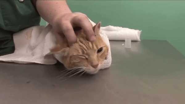 Как чистить уши кошке в домашних условиях: фото и видео инструкция с пошаговым алгоритмом действий