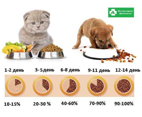 Нормы кормления собак сухим кормом - таблица количества еды в день по весу, породе и возрасту питомца