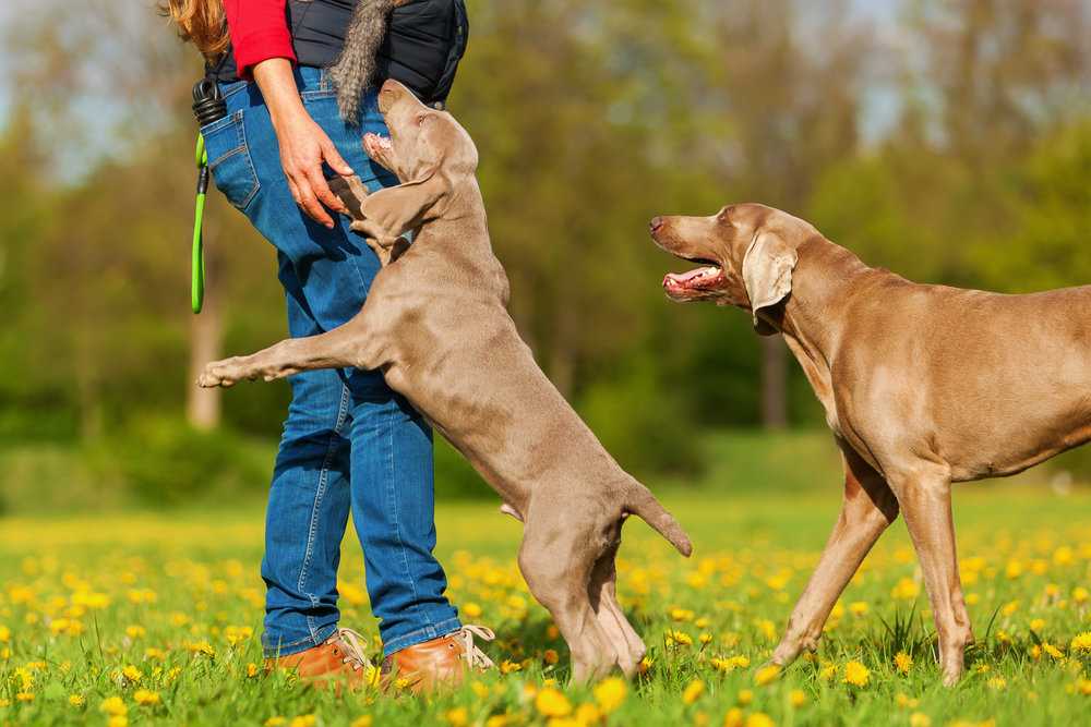 Почему собака рычит на хозяина: причины, способы перевоспитания, как быстро отучить собаку рычать на хозяина
