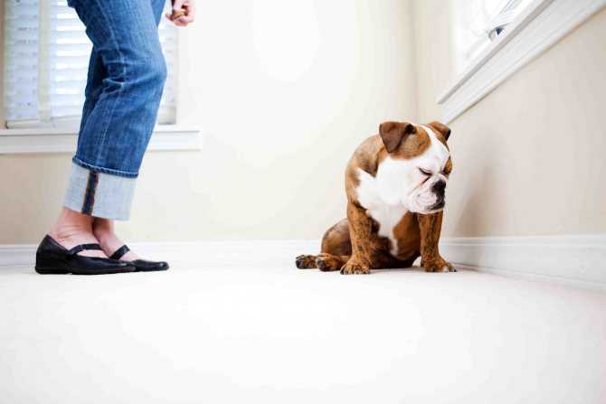 Как отучить собаку подбирать еду с земли | dogkind.ru