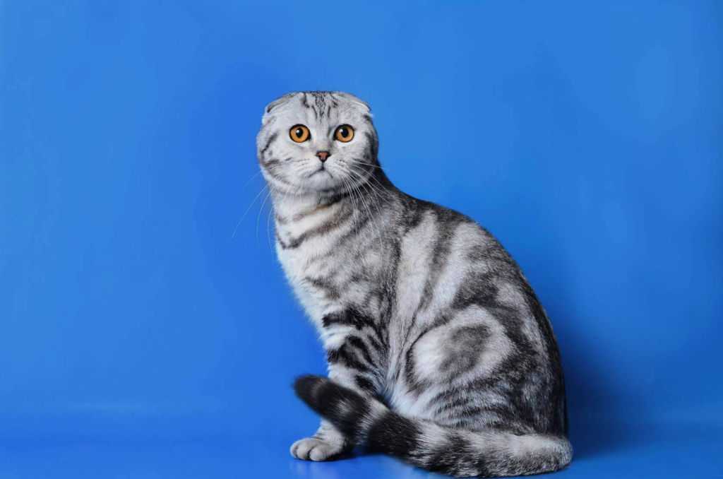 Порода кошек британцы вислоухие описание породы