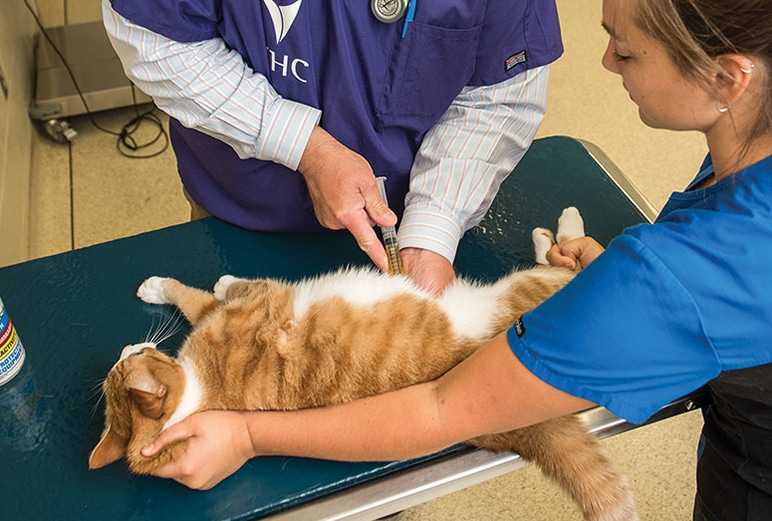 Мочекаменная болезнь у котов: симптомы, лечение, профилактика