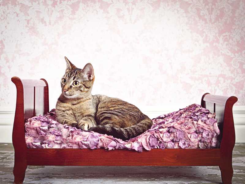 Почему кошка писает на кровать: причины и что делать