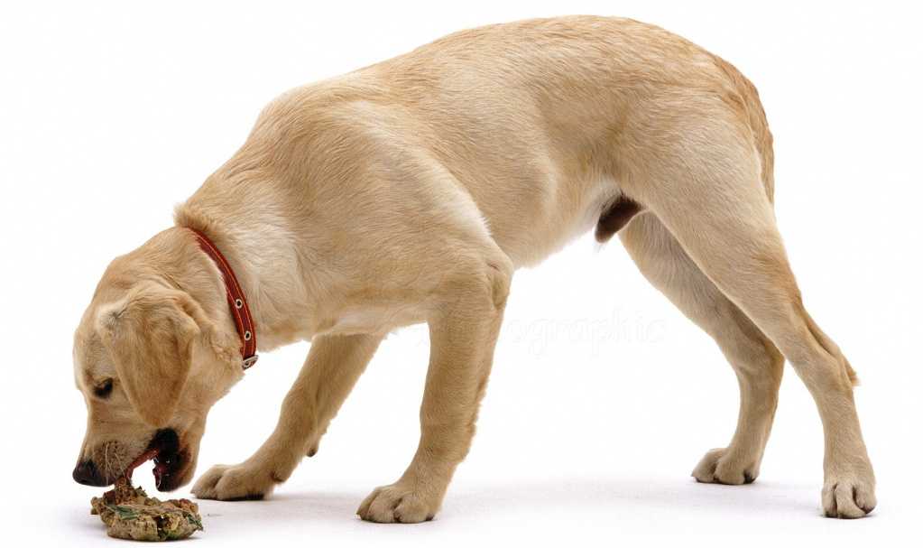 Почему собака ест траву: причины, зачем и можно ли, какие опасно