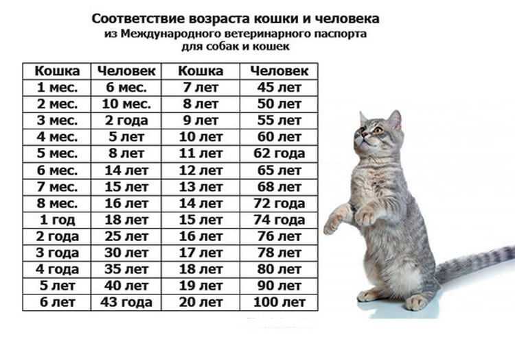 Возраст кошки по человеческим меркам: расчеты и таблица соответствия лет
