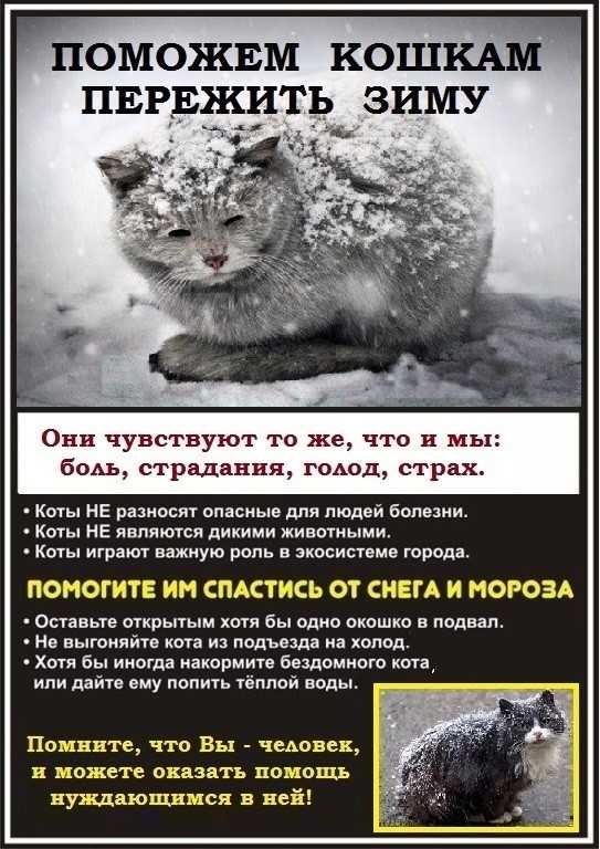 Может ли кошка замерзнуть насмерть? опасность кошек на улице зимой