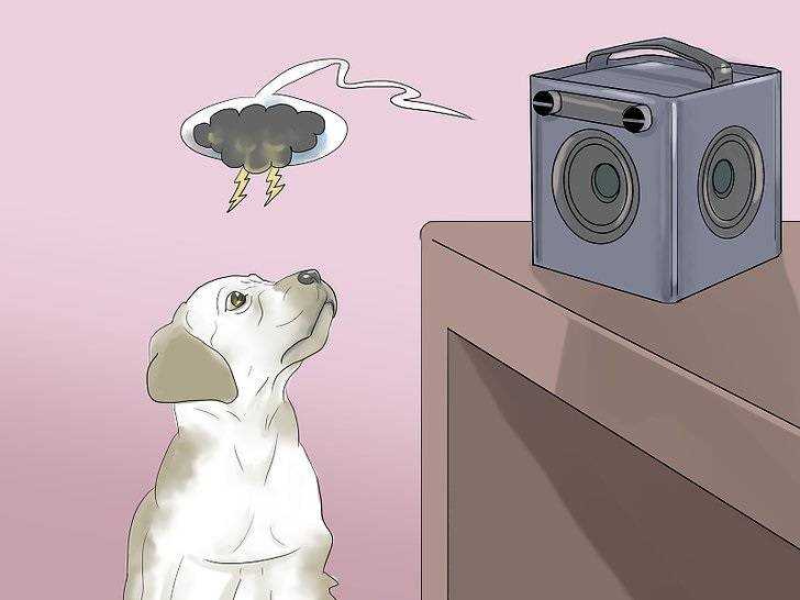 Что делать, если собака боится громких звуков