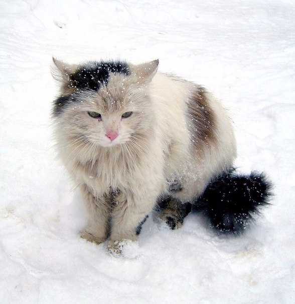 Какую температуру выдерживают котята зимой