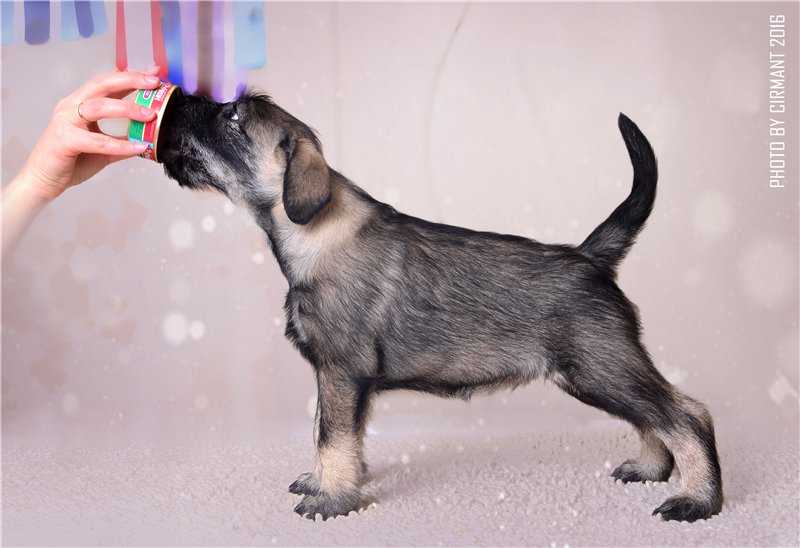 Цвергшнауцер: фото, стандарт и описание породы собак
цвергшнауцер: фото, стандарт и описание породы собак