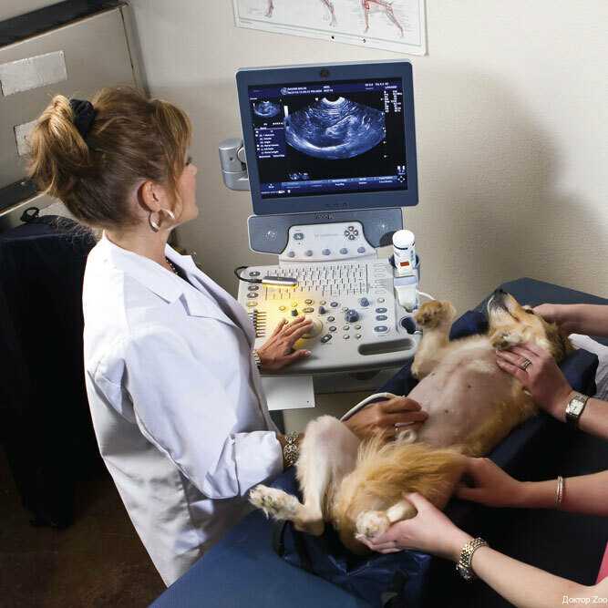 Как понять, что собака беременна, основные признаки беременности собак - petstory