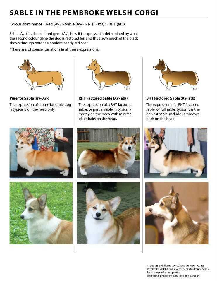 Вельш-корги — фото, описание породы собак