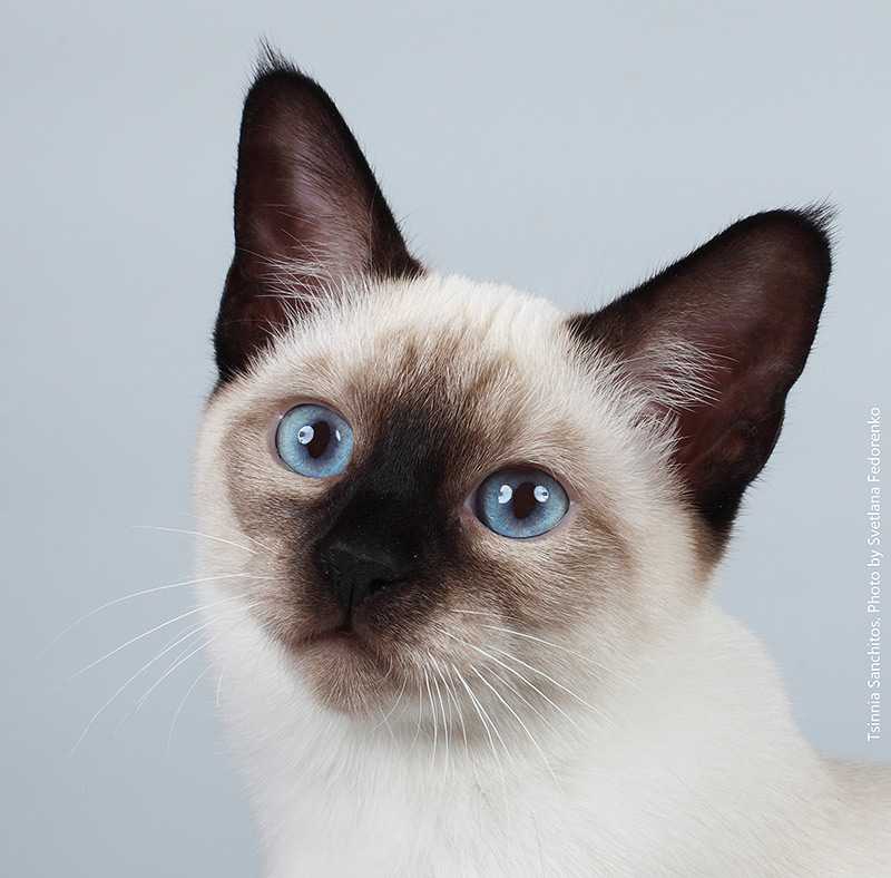 ᐉ чем отличаются сиамские кошки от тайских? - zoomanji.ru