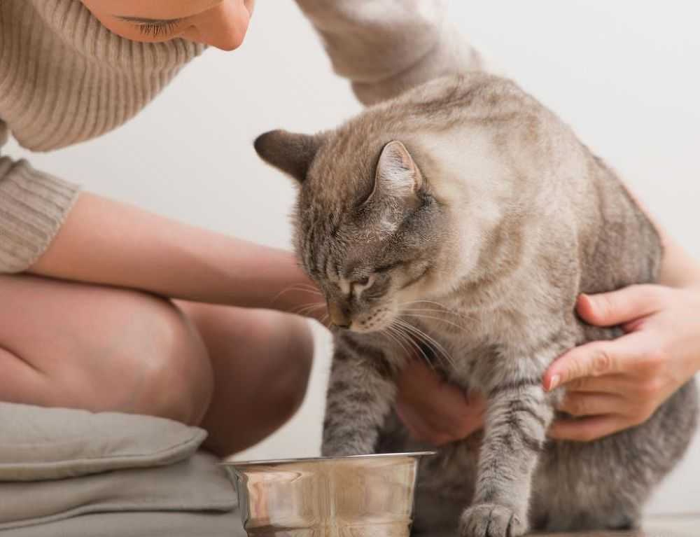 Почему кот дрожит всем телом, будто ему холодно: причины тремора у котят и взрослых кошек