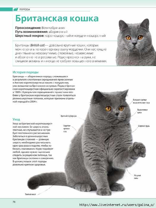 Характер шотландских вислоухих и прямоухих кошек и котов