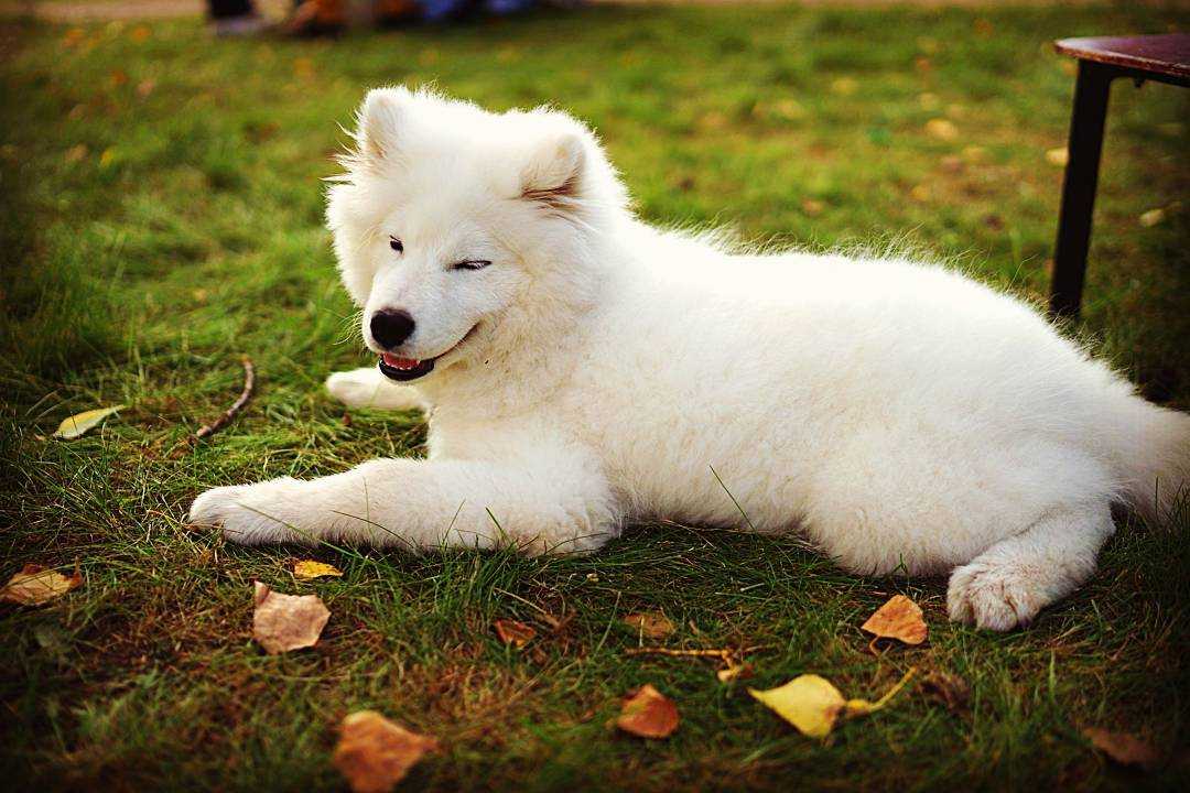 Самоедская собака: описание породы, характер, размеры