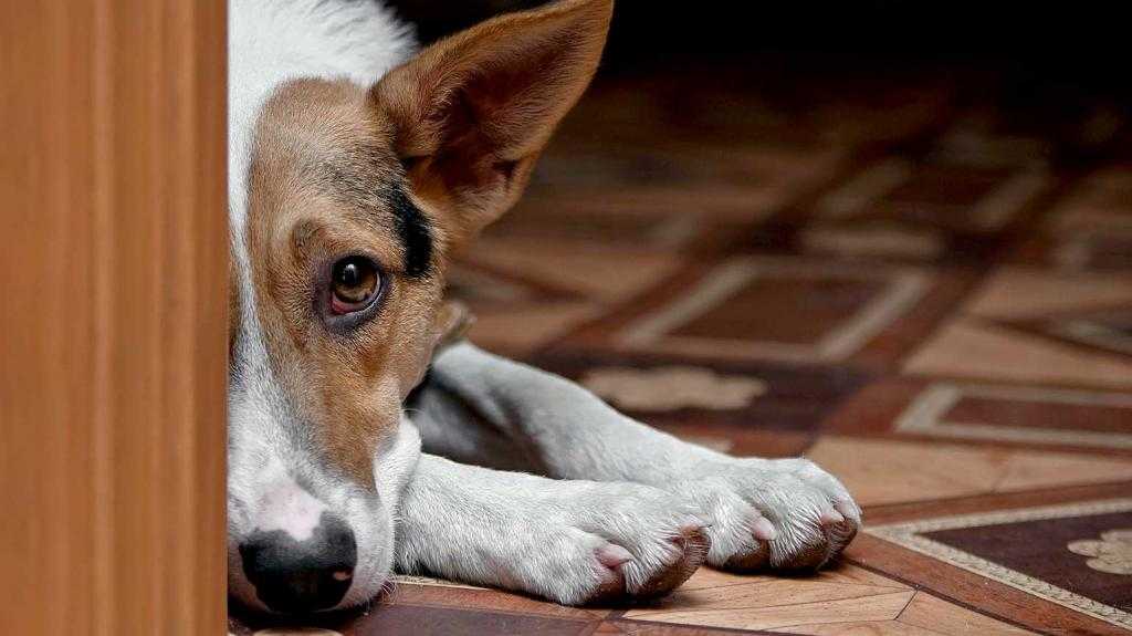 Как отучить собаку лаять на других собак: советы кинологов