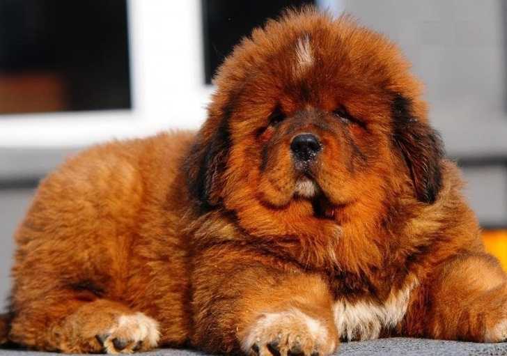 Самая красивая собака в мире: топ 10 лучших