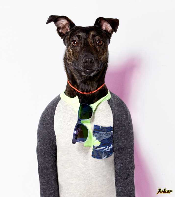 Нужна ли собаке зимняя одежда?