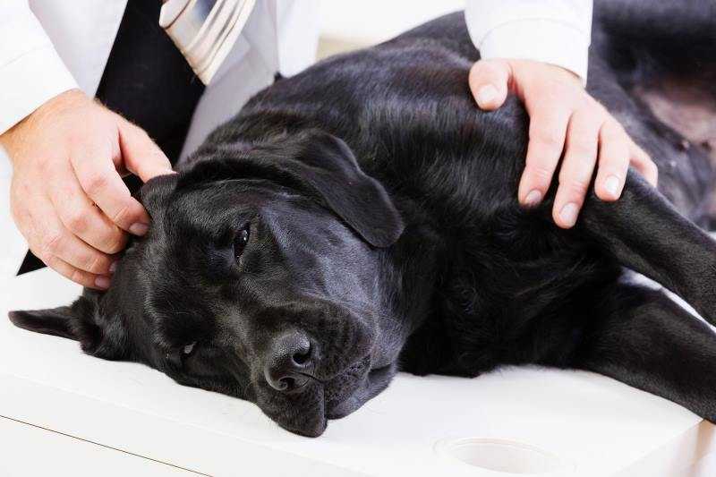 Судороги у собаки: причины и лечение, что делать?