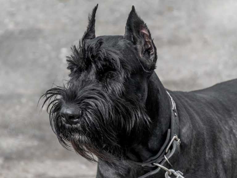 Ризеншнауцер: описание породы, характер собаки и щенка, фото, цена
