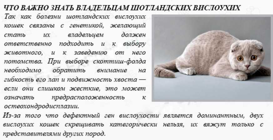 Сколько лет по статистике живут персидские кошки в домашних условиях