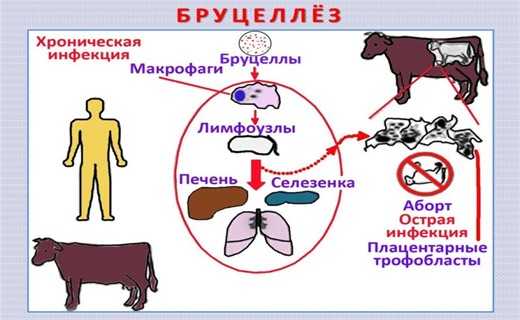 Бруцеллез собак -  симптомы и лечение в москве. ветеринарная клиника "зоостатус"